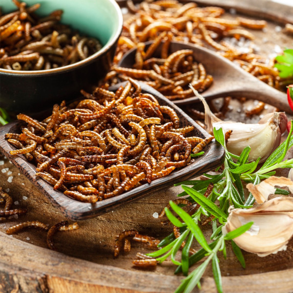 Zartbitterschokolade mit knusprig gebratenen Würmern Zartbitterschokolade mit knusprig gebratenen Würmern