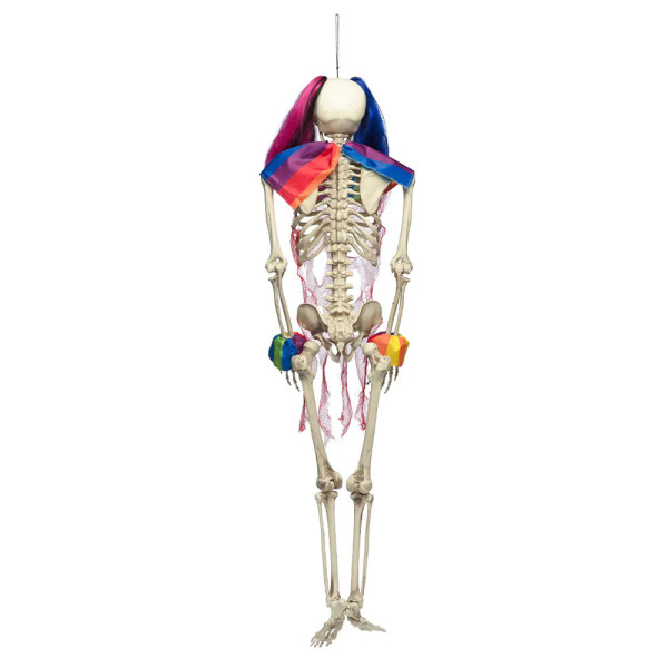 XXL-Dekoration „Zirkus-Skelett“ (160cm) XXL-Dekoration „Zirkus-Skelett“ (160cm)