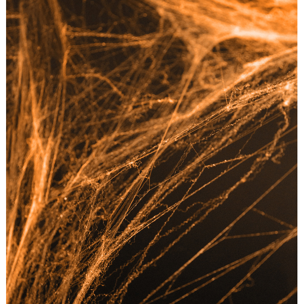 Spinnennetz mit Spinnen, Orange (60g.) Spinnennetz mit Spinnen, Orange (60g.)